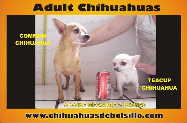 teacup chihuahua size