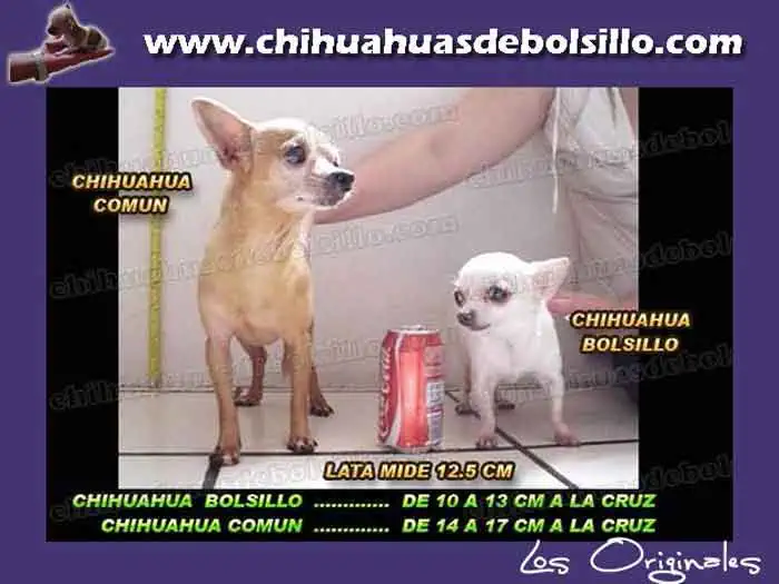 Cuanto mide un perro Chihuahua