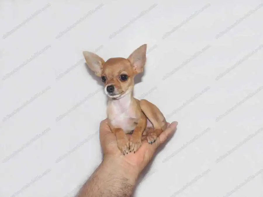 Chihuahua de Bolsillo Cabeza de Venado Adulto en una mano