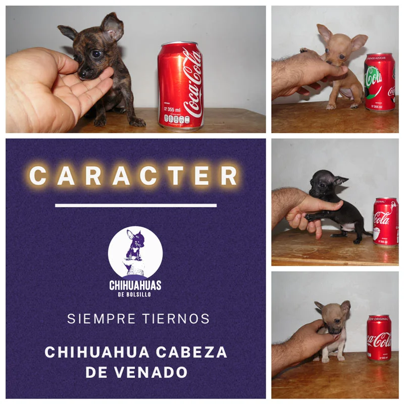 El Carácter del Chihuahua Venado