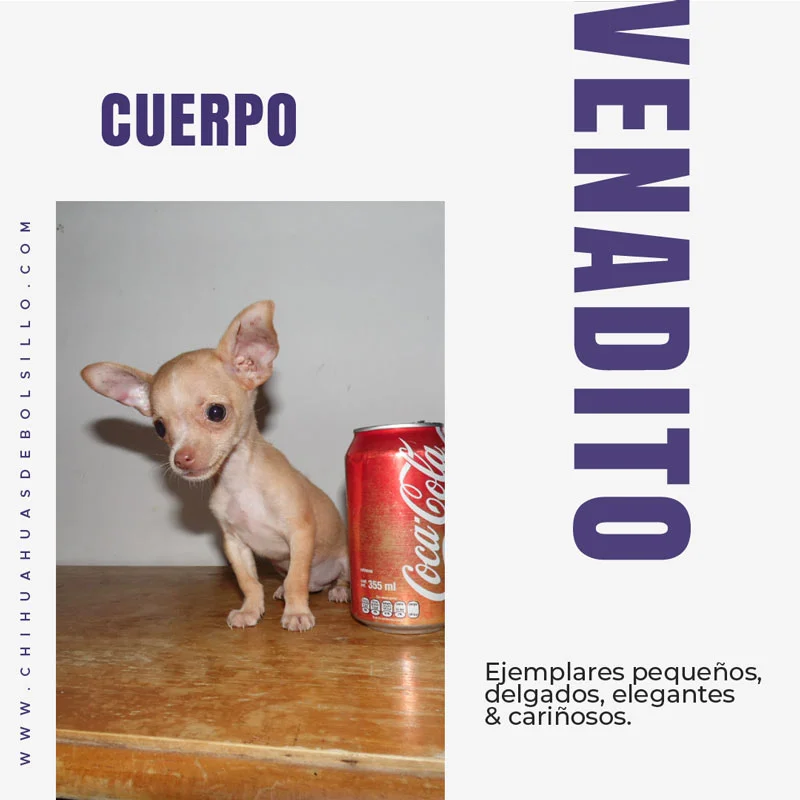Chihuahua de Bolsillo Venado