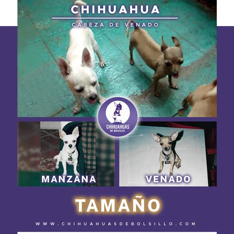Chihuahua Cabeza de Venado Adulto