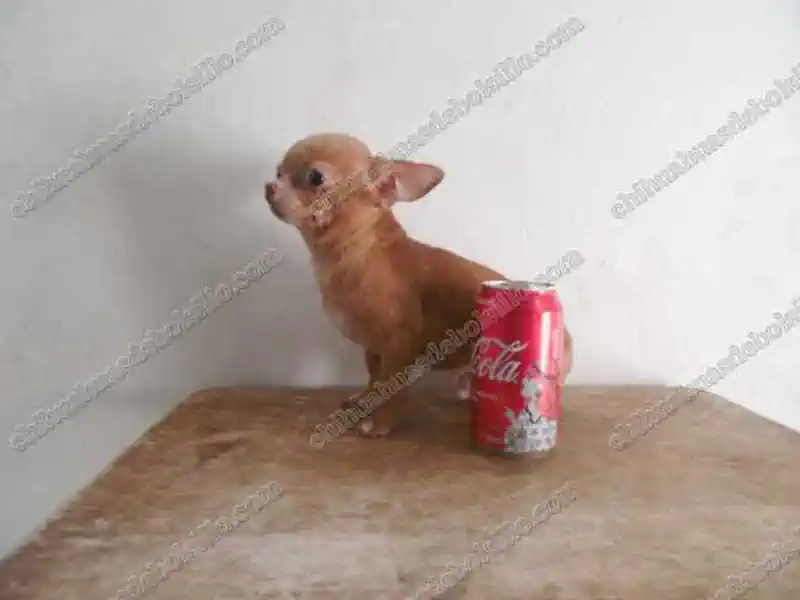 Chihuahua de Bolsillo Adulto junto a una lata de refresco