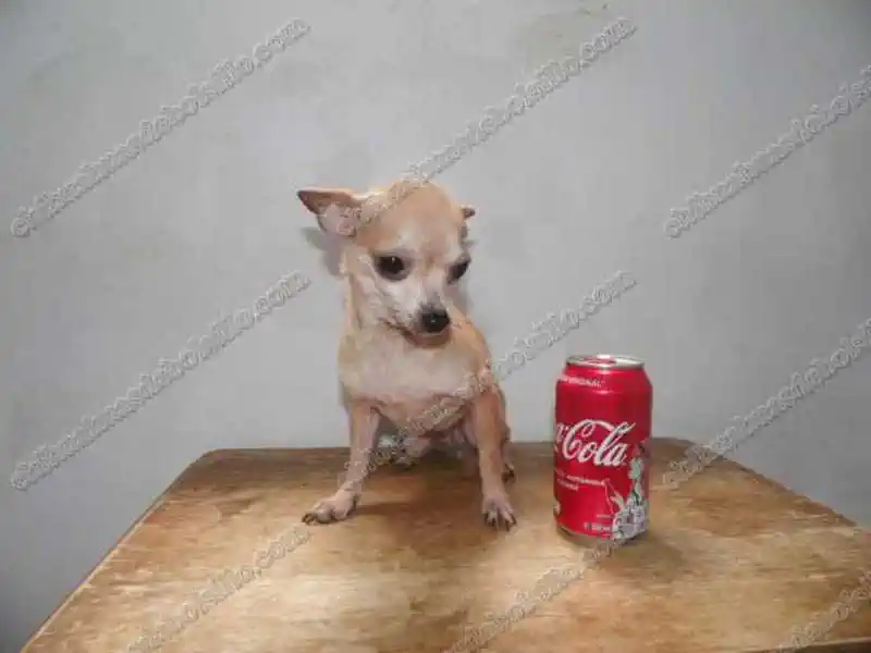 Chihuahua Mini Adulto junto a una lata de refresco