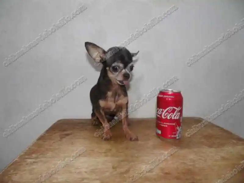 Chihuahua Mini Toy Adulto junto a una lata de refresco