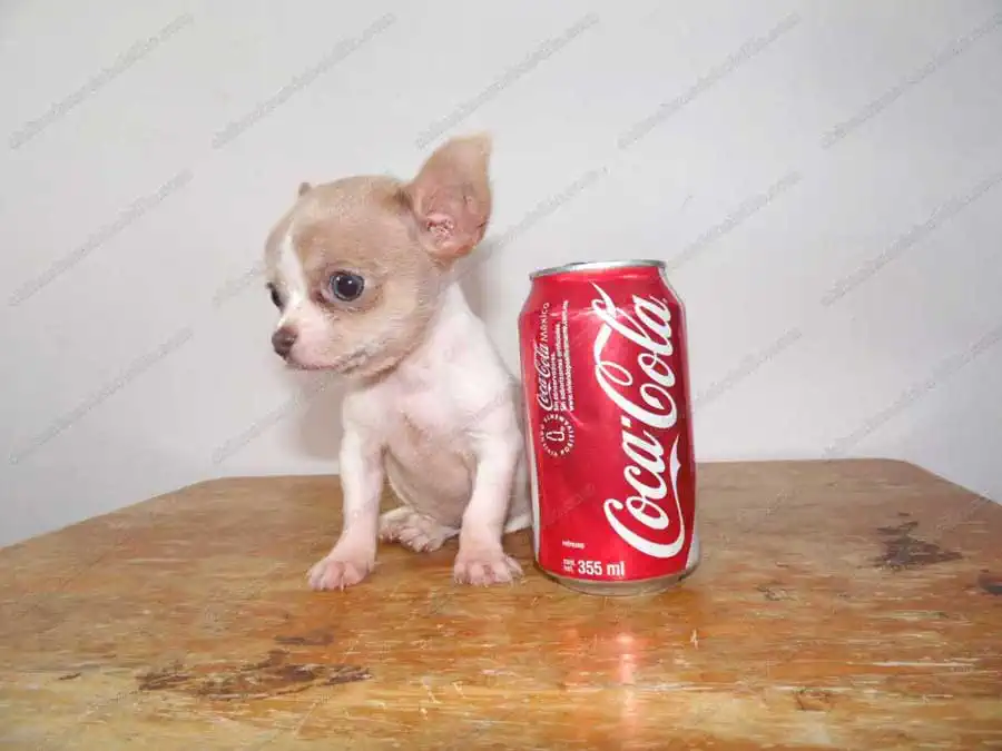 Chihuahua cabeza de manzana 2 meses