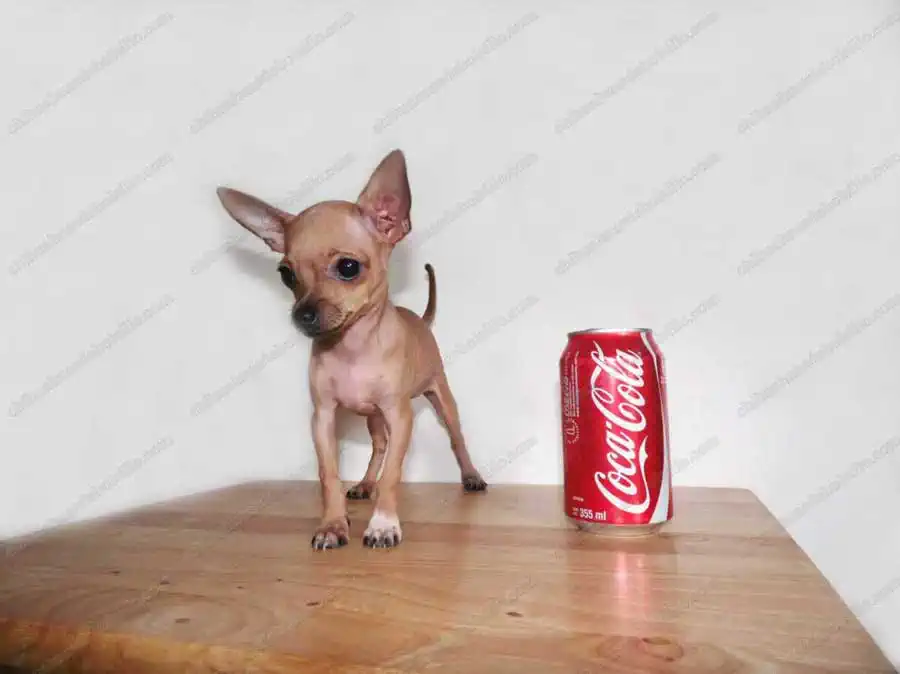 Cachorro Chihuahua Mini Toy Cabeza de Venado con una lata de refresco