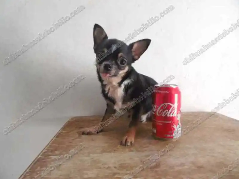 Chihuahua Tacita Adulto junto a una lata de refresco