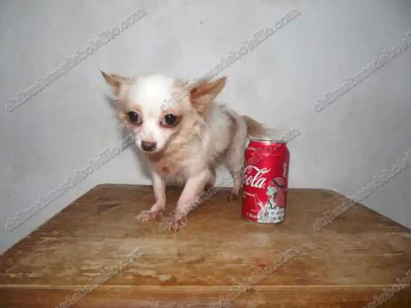 Chihuahuas de Bolsillo Adultos junto a una lata de refresco