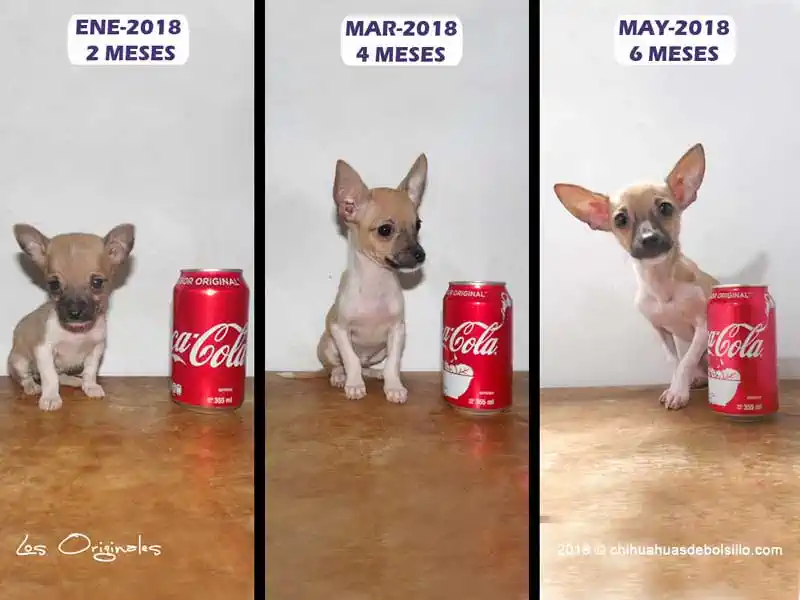 Crecimiento de un Chihuahua de Bolsillo