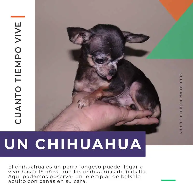 Cuanto tiempo dura un Chihuahua