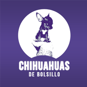 ▷ Chihuahuas de Bolsillo – Criador Líder en Latinoamérica