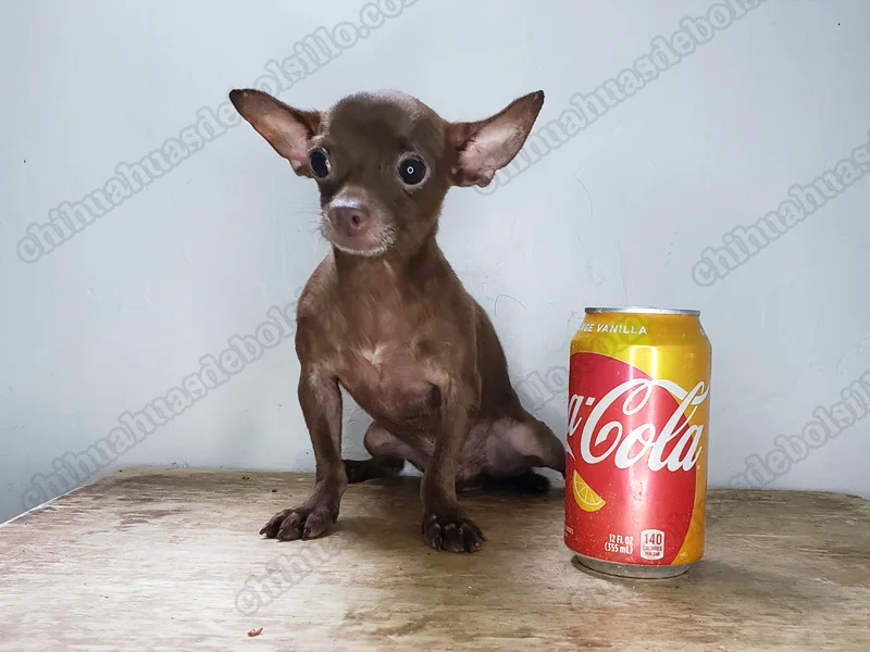 Perros Chihuahua de bolsillo adultos