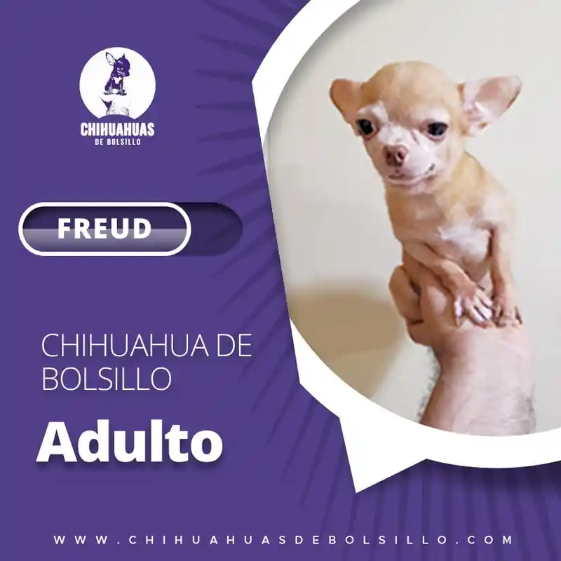Tipo de Chihuahua mas pequeño