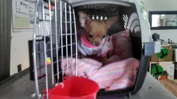 Chihuahua de Bolsillo viajando seguro