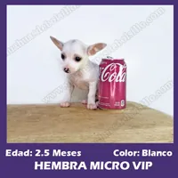 Cachorra Chihuahua Mini Toy Hembra Blanca 2.5 Meses