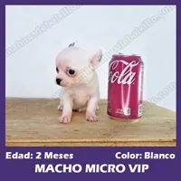 Cachorro Chihuahua Mini Toy Macho Blanco 2 Meses