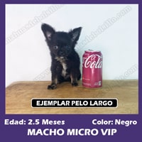 Cachorro Chihuahua Mini toy Pelo Largo Negro