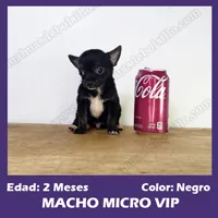 Cachorro Chihuahua Mini Toy Negro 2 Meses