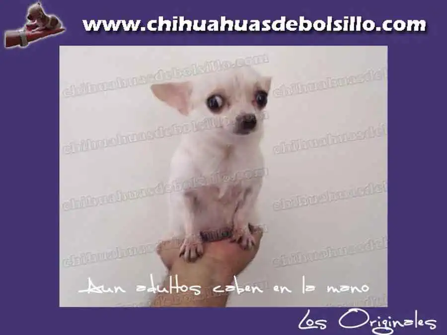Chihuahua de Bolsillo Adulto
