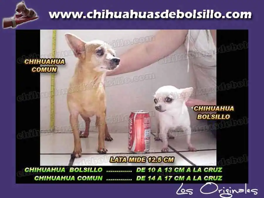 Chihuahua Comun vs Chihuahua de Bolsillo