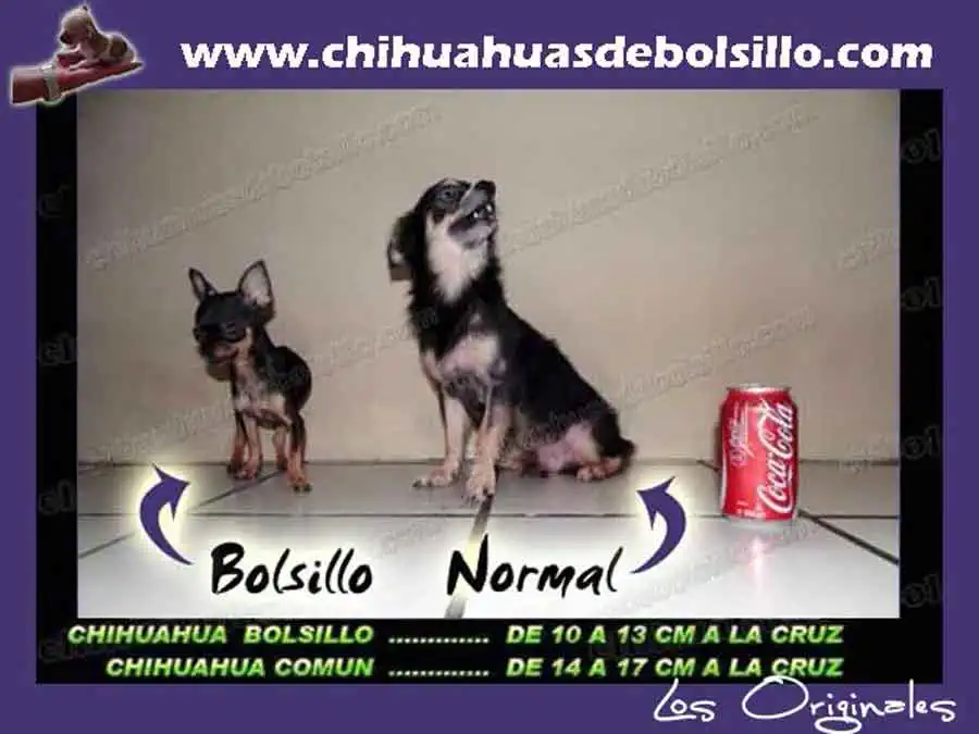 Tamaño Final de un Chihuahua de Bolsillo