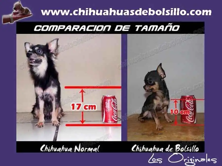 Comparando un Chihuahua de Bolsillo Adulto
