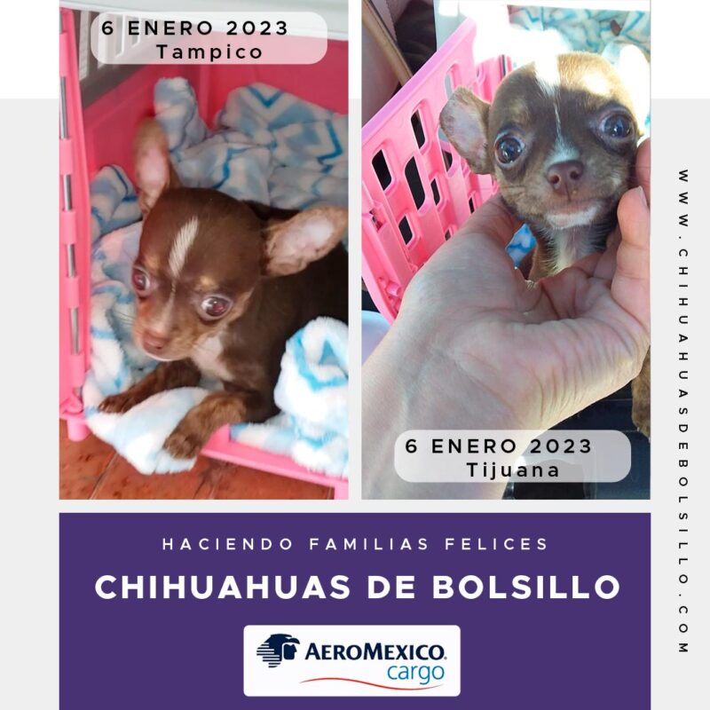 Chihuahua Mini Toy llegando a Tijuana