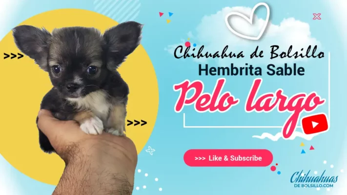 Cachorra Chihuahua Mini Toy Sable Pelo Largo