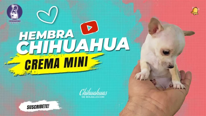 Chihuahua Mini Toy Hembra Crema
