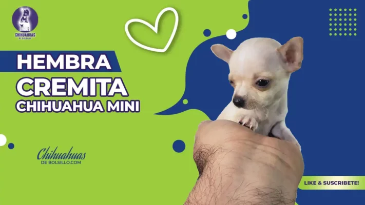 Cachorra Chihuahua Mini Toy Cremita