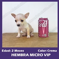 Cachorra Chihuahua Mini Toy Crema