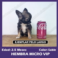 Hembra Chihuahua Mini Toy Sable