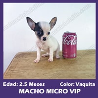 Cachorro Chihuahua Mini Toy Vaquita