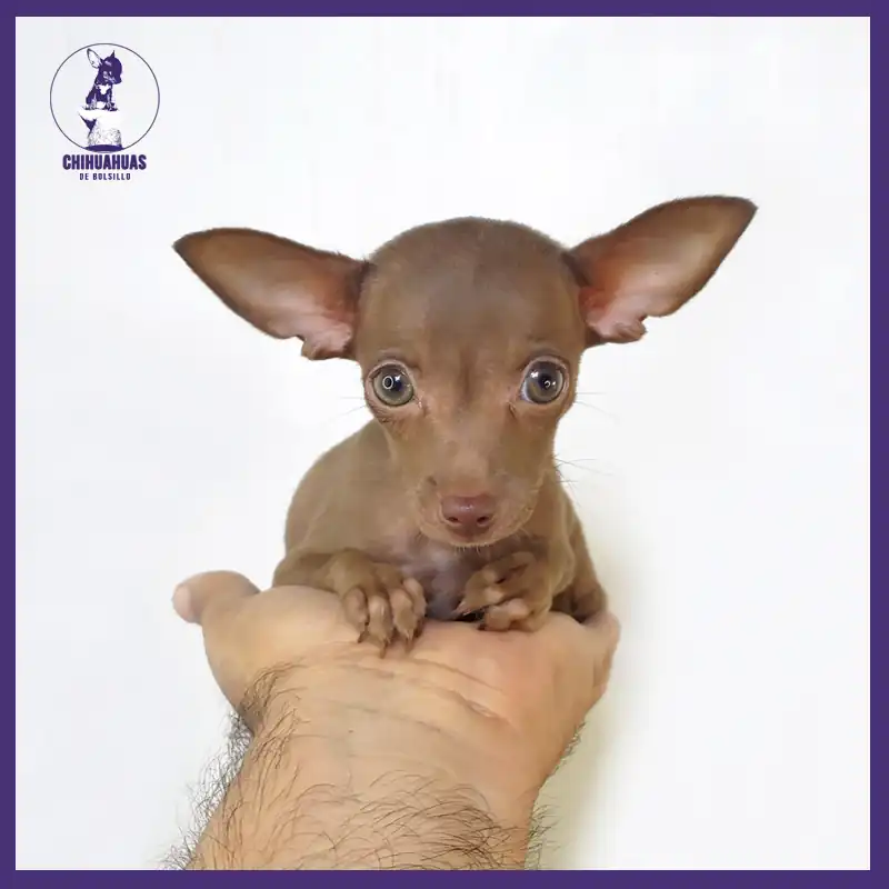 chihuahua cabeza de venado en la palma de la mano