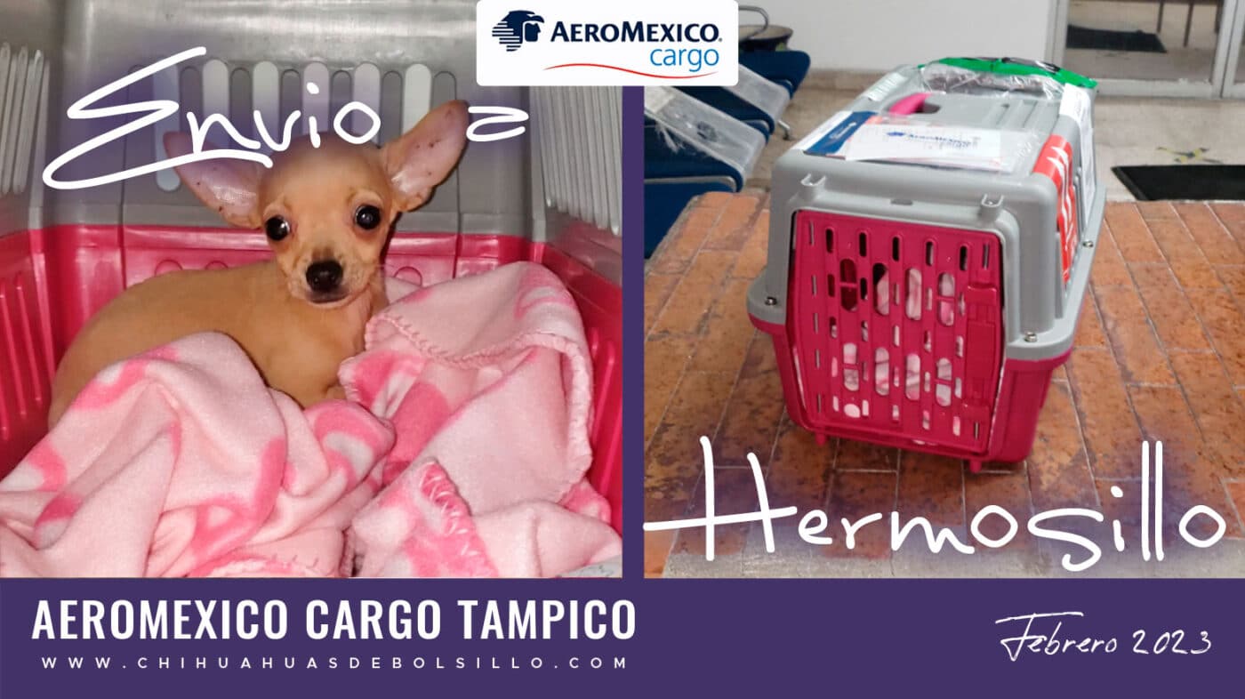 chihuahua mini toy a hermosillo