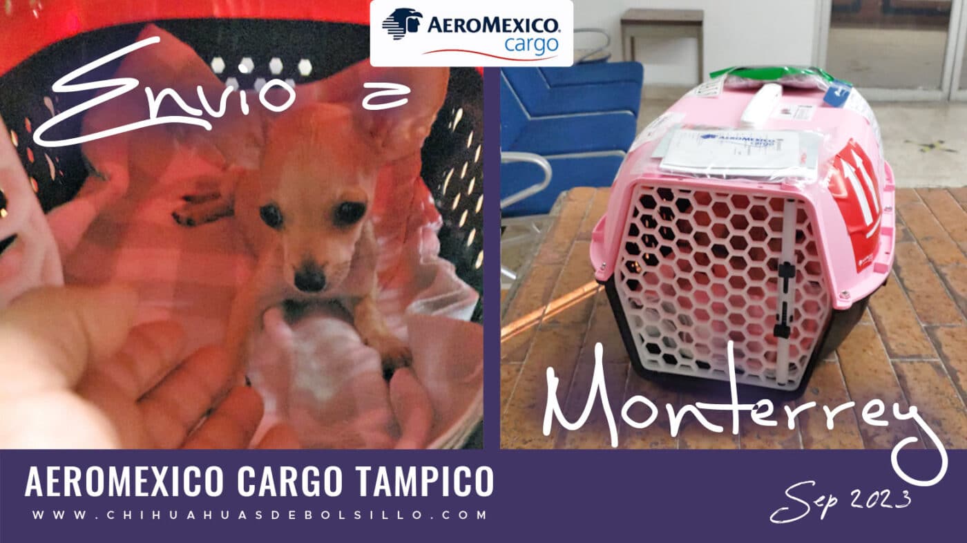 Envio de Chihuahua de Bolsillo a Monterrey