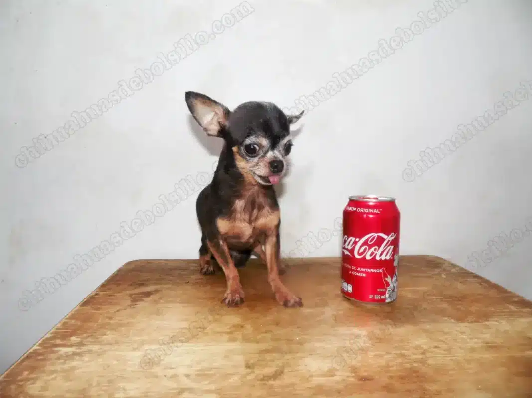 Chihuahua de Bolsillo Adulto