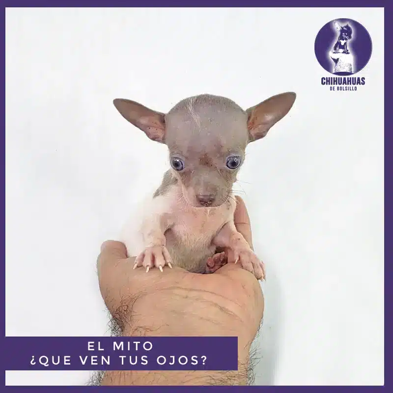 ¿Existe el Chihuahua de Bolsillo?