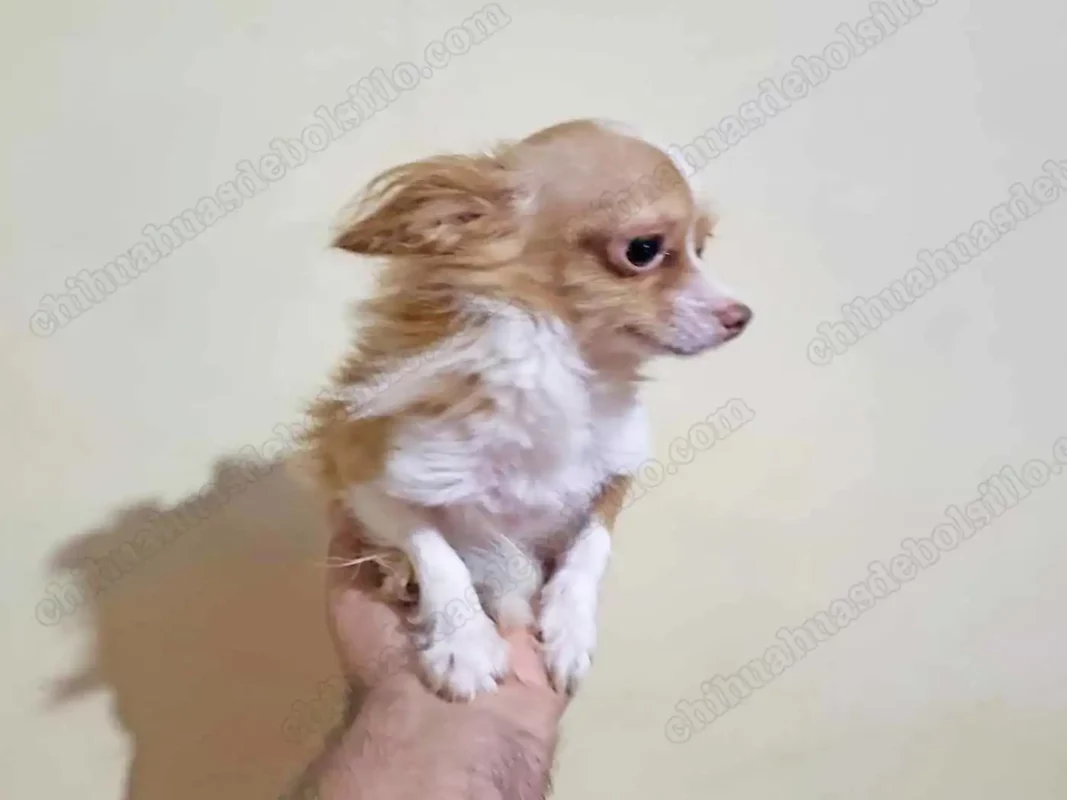 Chihuahua Cabeza de Venado Pelo Largo