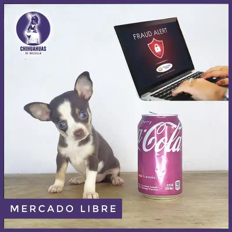 Comprar Chihuahua en mercado libre