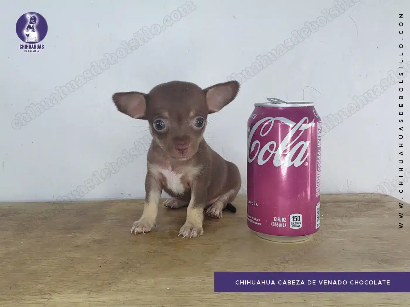 Chihuahua Cabeza de Venado Chocolate