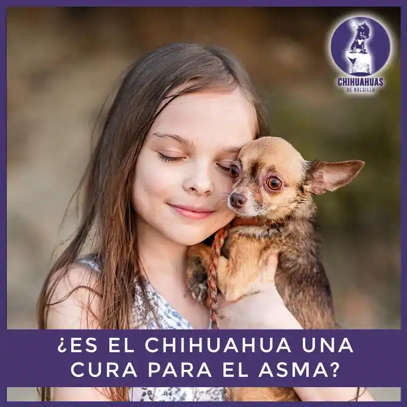 Chiguagua cura para el asma
