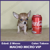 Macho Tabaco Micro Bolsillo VIP - 2 Meses