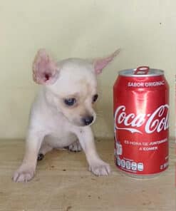 Hembra Blanca Micro Bolsillo VIP - 2 Meses - Imagen 3