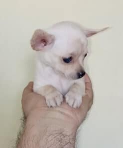 Hembra Blanca Micro Bolsillo VIP - 2 Meses - Imagen 4