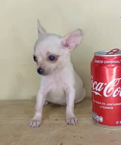 Hembra Blanca Micro Bolsillo VIP - 2 Meses - Imagen 3