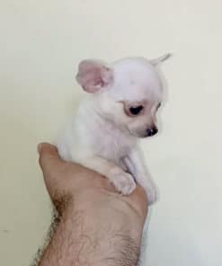 Hembra Blanca Micro Bolsillo VIP - 2 Meses - Imagen 4