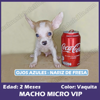 Macho Vaquita Micro Bolsillo VIP - 2 Meses