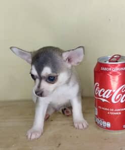 Alternative view of Macho Azul Micro Bolsillo VIP - 2 Meses